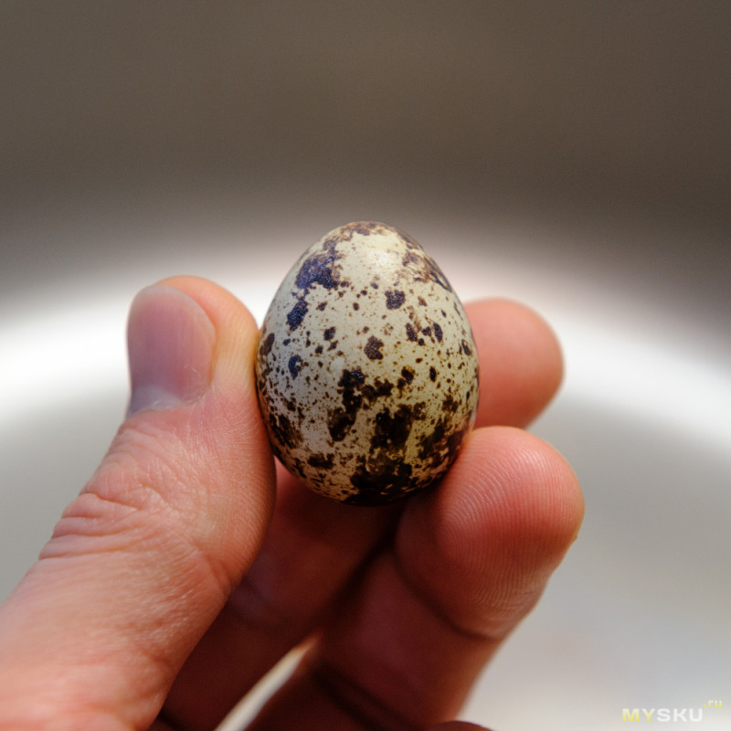 Яйца снизу. Маленькие яйца. Яйца в крапинку. Перепелиные яйца маленькие. Пестрые яйца.